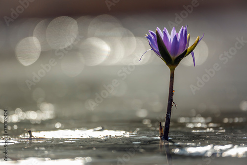 Water lily flower in middle of water with spark backlit in Kruger National park, South Africa