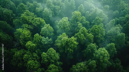Aerial top view forest tre