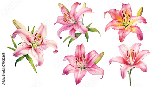 Watercolor flower set, hand drawn illustration of lilies, bright floral elements isolated on white background.