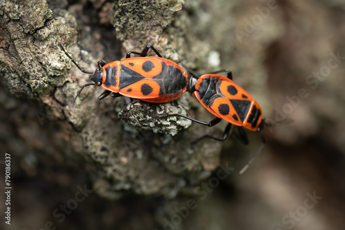 Close-up of pairing firebugs (pyrrhocoris apterus), Belgium