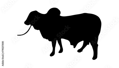 Black qurbani cow or cattle zebu silhouette vector illustration on white background.
