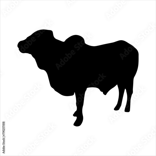 Qurbani pakistani and indian cow or cattle silhouette vector illustration. Eid ul adha cow zebu silhouette.