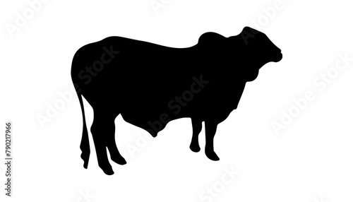 Qurbani cow and cattle silhouette vector illustration on white background. Black eid ul adha cow zebu silhouette.