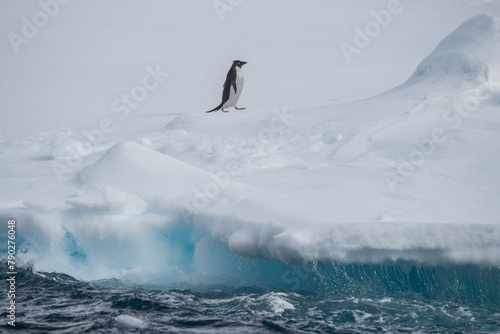 Pinguin auf einer Eisscholle mit Ozean