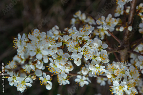 Prunus spinosa, called blackthorn or sloe, is a species of flowering plant in the rose family Rosaceae. Prunus spinosa, called blackthorn or sloe tree blooming in the springtime