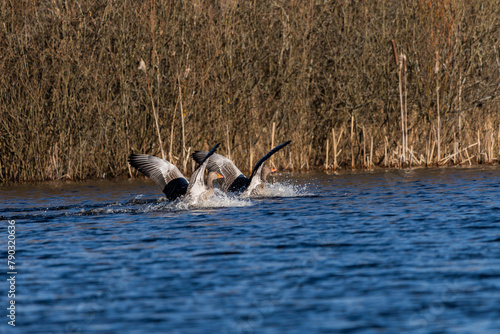 Greylag geese landing on the blue water