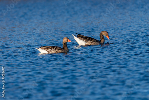 Greylag geese swimming on the wild lake