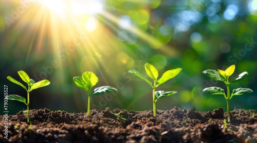 Seeding are growing in the soil and light of the sun, Planting trees to reduce global warming.