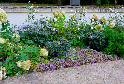 rabata w cieniu, rosliny do półcienia, Hortensja bukietowa, różanecznik, zawilec japoński i dąbrowka rozłogowa na rabacie, Hydrangea paniculata, Rhododendron, Anemone scabiosa, Ajuga reptans