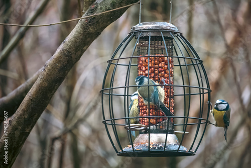 Blue tits eating peanuts on a squirrel proof bird feeder