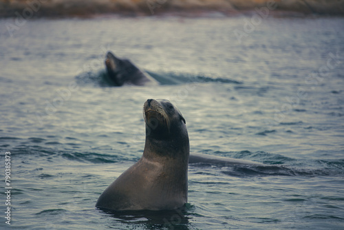 Seal in Water