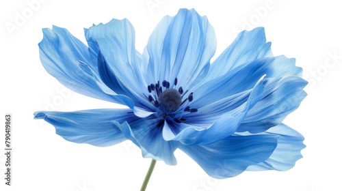 Blue flower