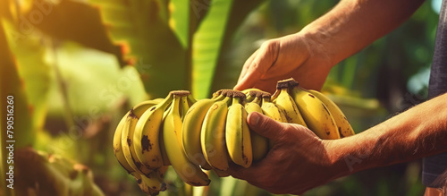 Farmer holding banana fruit, harvest concept