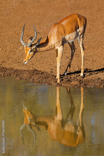 Male impala antelope (Aepyceros melampus) drinking at a waterhole, Mokala National Park, South Africa.