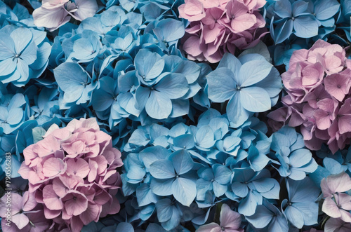 Blue and purple hydrangea flowers background close up top view