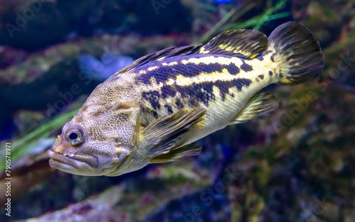 Close up of a fish in an aquarium, shallow depth of field