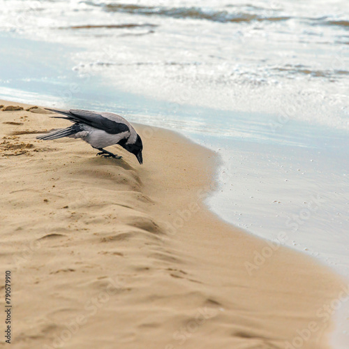 ptak kawka na morskiej plaży