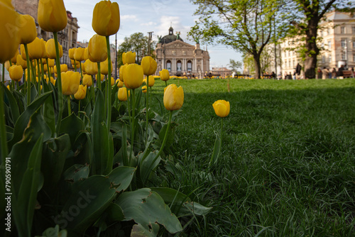 tulips flowerbed on Lviv city