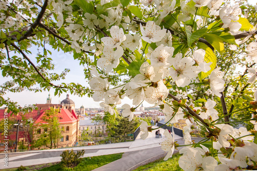 tulips flowerbed on Lviv city