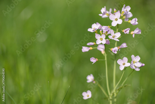 Blooming mayflower (Cardamine pratensis). Space for your text.