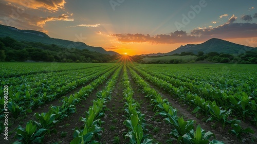An expansive landscape with rows of Mexican street corn (Elote) fields stretching into the distance