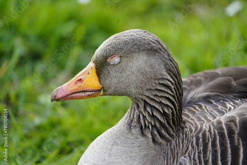 Sleeping gray goose (Anser anser) Anatidae family. Location: Hanover District, Germany 