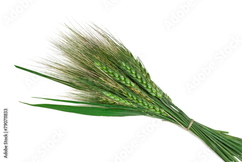 Ears of barley isolated on a white background, top view