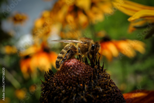 Pszczoła miodna 