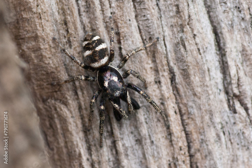 Mauer-Zebraspringspinne - Salticus scenicus