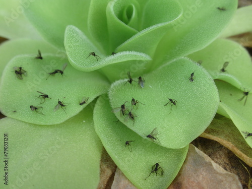 Zbliżenie na roślinę owadożerną z gatunku pinguicula pokrytą małymi muszkami