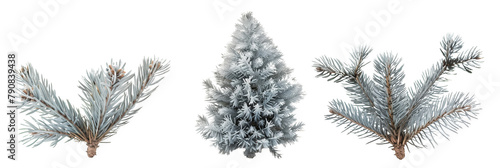 set of blue spruce, showcasing their unique silvery-blue needles, isolated on transparent backgroun