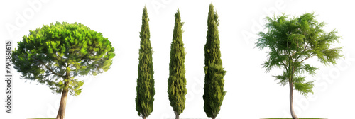 set of cypress trees, known for their longevity and elegant, conical shapes, isolated on transparent background