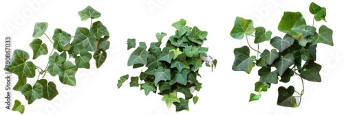 set of Algerian ivy, with large glossy leaves and vigorous growth, ideal for covering walls, isolated on transparent background