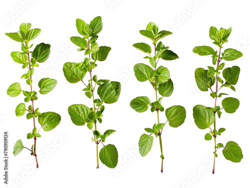 Set of branches of fresh oregano, aromatic and herbal
