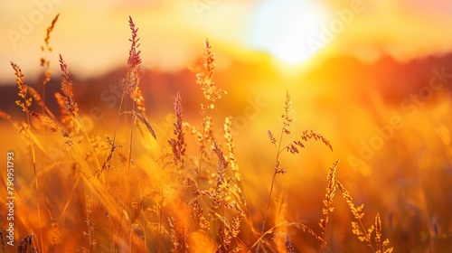 Rural landscape with wild grass at sunset. Beautiful scenic countryside view in warm summer evening