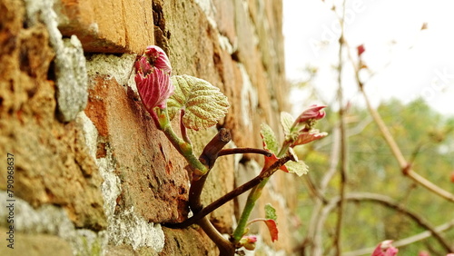 winogron rosnący na murze ceglanym