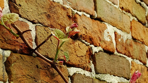 winogron rosnący na ceglanym murze