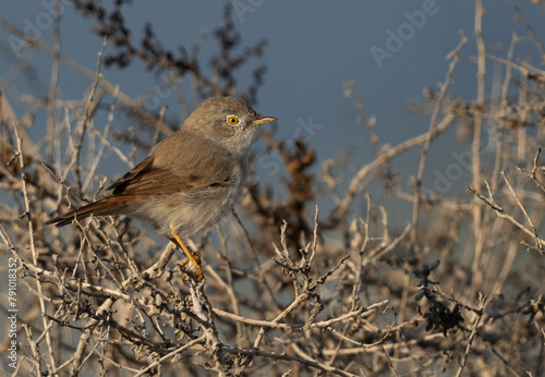 Asian desert warbler perched on bush, Bahrain