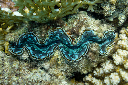  giant clam - Tridacna gigas on the bottom of tropical sea 