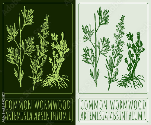Drawing COMMON WORMWOOD. Hand drawn illustration. The Latin name is ARTEMISIA ABSINTHIUM L.