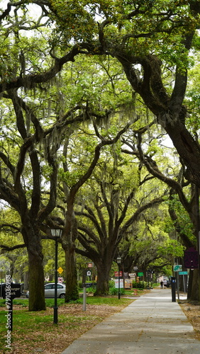 Walking paths lined with shady live oaks and spanish moss in forsyth Park Savannah Georgia