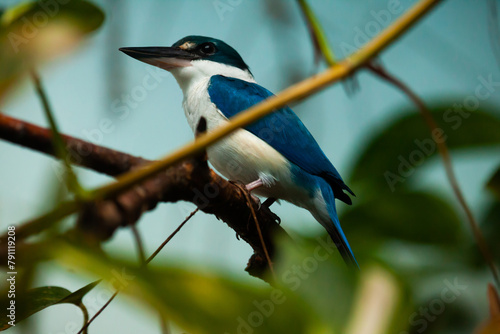 White-throated kingfisher sitting on tree branch (Halcyon smyrnensis)