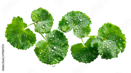 Centella asiatica leaves with rain drop isolated on white background top view