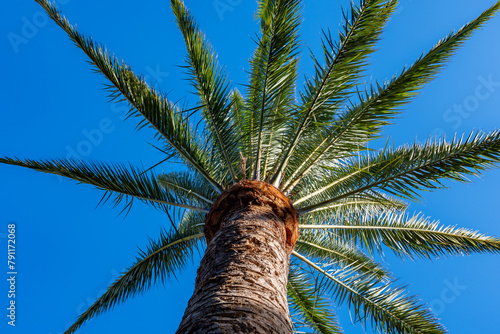 Palm phoenix canariensis tree growing on Fuerteventura island, Canary islands, travel destination in Spain