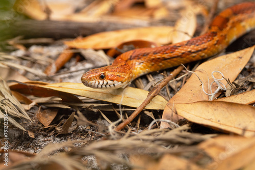 A corn snake (Pantherophis guttatus) in the woods in southwest Florida