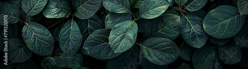 Chlorophyll Canopy Green Leaf Symmetry