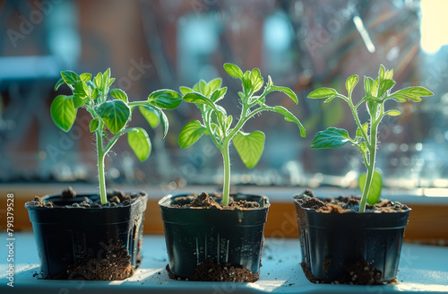 A photo of tomato seedlings in pots with black soil inside the windowsill