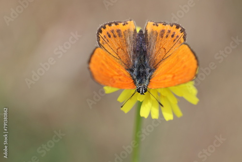 Lycaena phlaeas butterfly is a butterfly of the Lycaenids butterfly family
