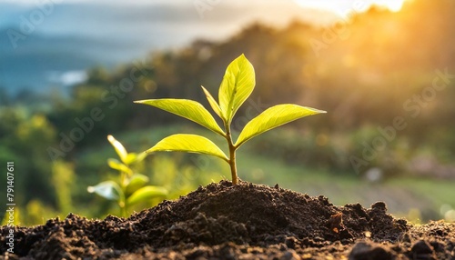 plant in the ground,plant, growth, leaf, soil, sprout, isolated, life, nature, new, tree, seedling, agriculture, dirt, young, earth, 
