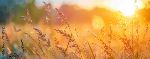 Golden sunset through vibrant wild grass field emitting warmth and serenity